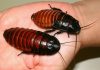 Cucaracha china: Todo lo que debes saber de esta exótica especie