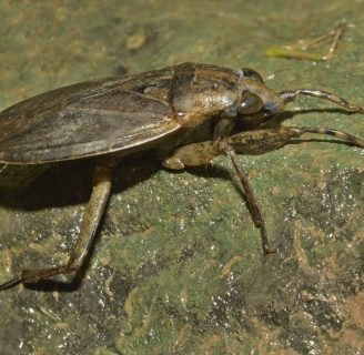 Cucaracha de agua o acuática: Todo lo que debes saber