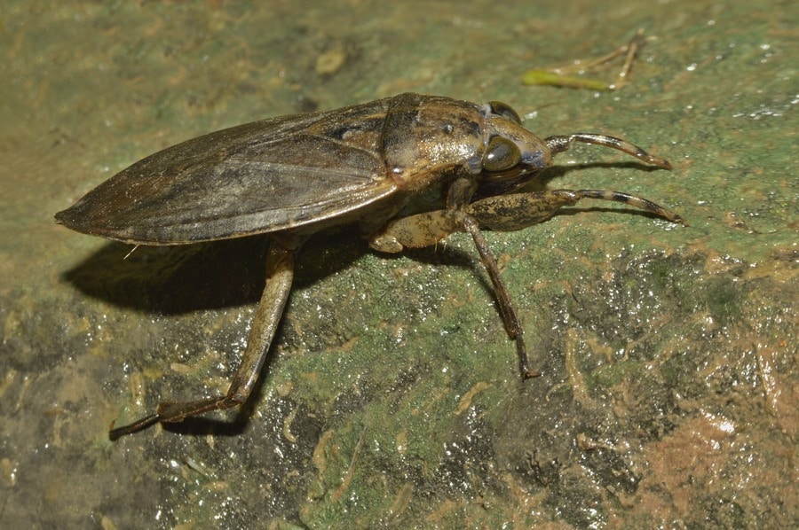 Cucaracha De Agua O Acuática Todo Lo Que Debes Saber