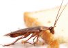 Cucaracha germánica rubia o cucaracha rubia: Todo lo que debes saber de la especie