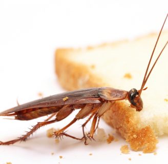 Cucaracha germánica rubia o cucaracha rubia: Todo lo que debes saber de la especie