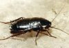 Cucaracha oriental: Todo lo que debes saber de la especie
