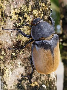 escarabajo hércules