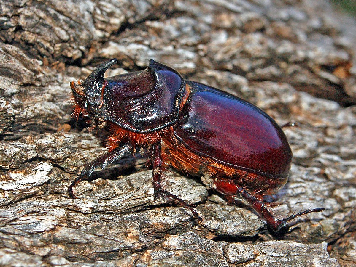 escarabajo Europeo 