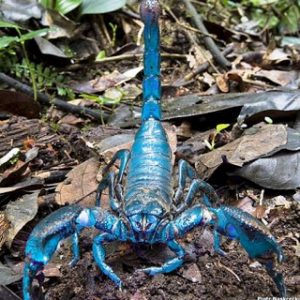 escorpión-azul-4
