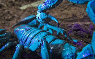 escorpion emperador azul caracteristicas