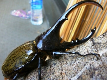 El escarabajo hércules 