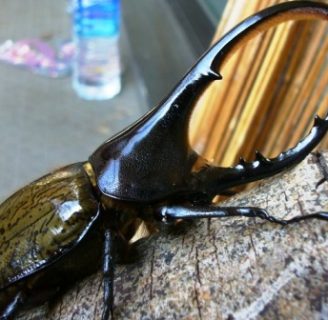 Escarabajo Hercules: Características, alimentación, picadura y más