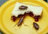 Enfermedades por cucaracha: Aprende cuáles son para cuidarte