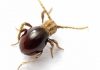 Escarabajo araña: Todo lo que necesitas saber