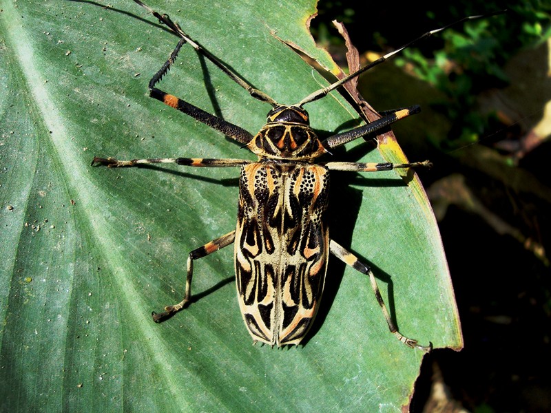 Escarabajo arlequín