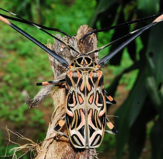 Escarabajo arlequín: Todo lo que deberías saber de este insecto