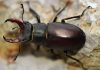 Escarabajo ciervo: Todo lo que necesitas saber