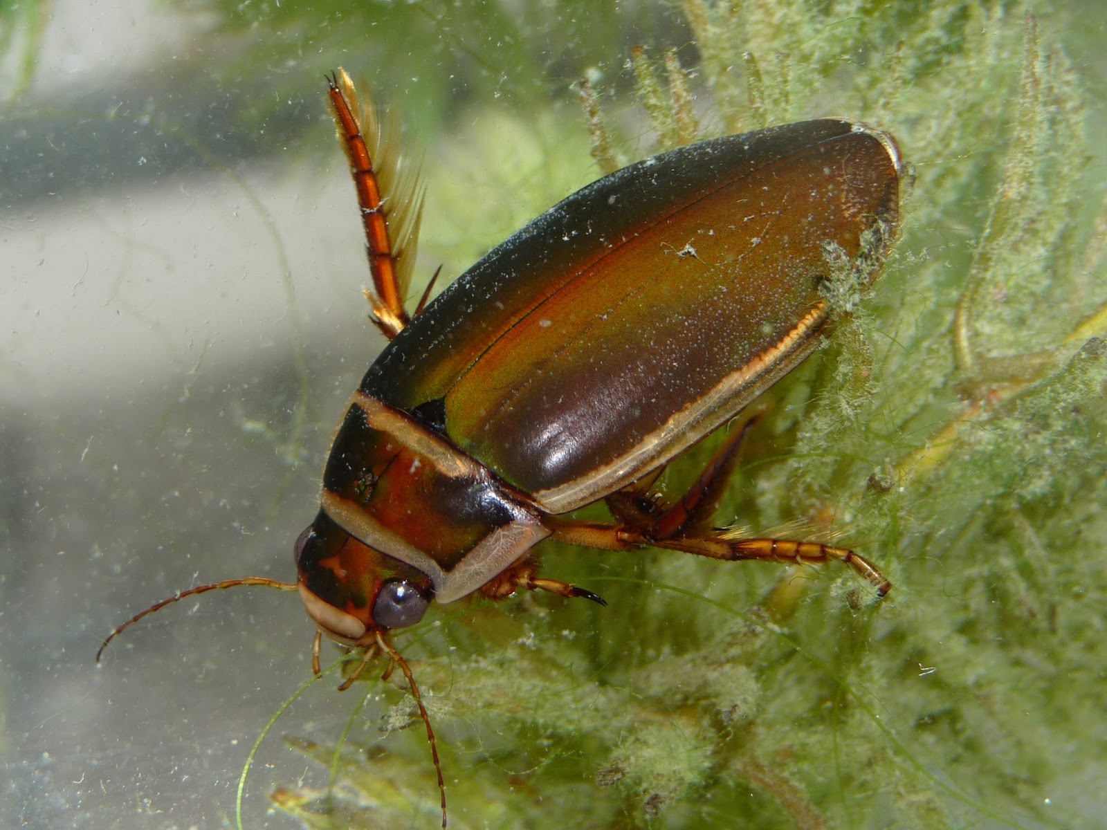 Escarabajo-de-agua1