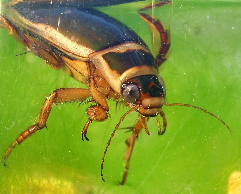 Escarabajo-de-agua2