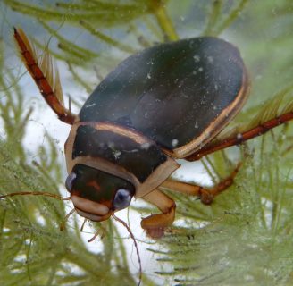 Escarabajo de agua: Todo lo que debes saber
