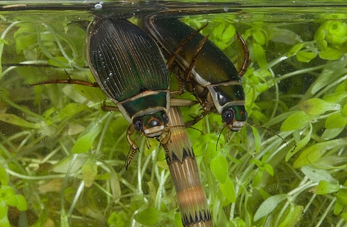 Escarabajo-de-agua4