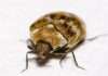 Escarabajo de alfombra: Todo lo que debes saber