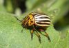 Escarabajo de la patata: Todo lo que necesitas saber del insecto