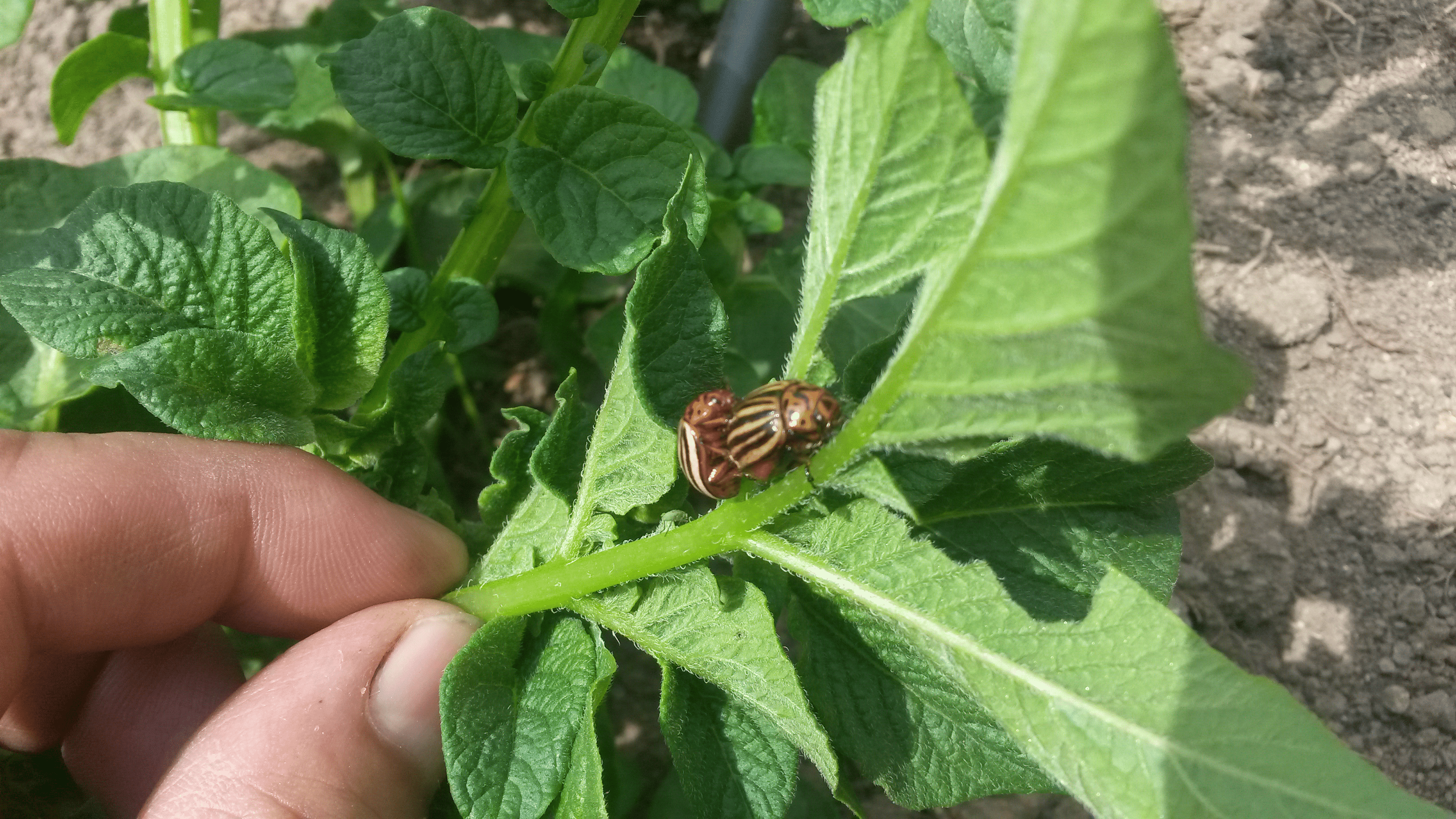 Escarabajo-de-la-patata5