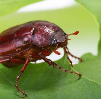 Escarabajo de tierra: Todo lo que necesitas saber