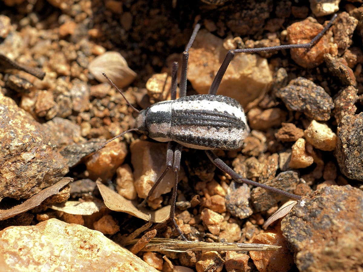 Escarabajo del desierto