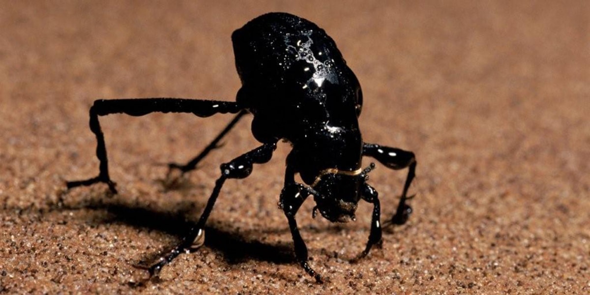 Escarabajo-del-desierto3