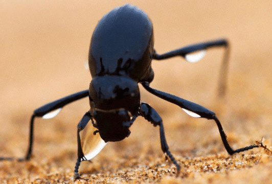 Escarabajo-del-desierto5