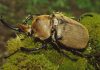 Escarabajo elefante: Todo lo que debes saber