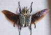 Escarabajo goliat: Todo lo que debes saber
