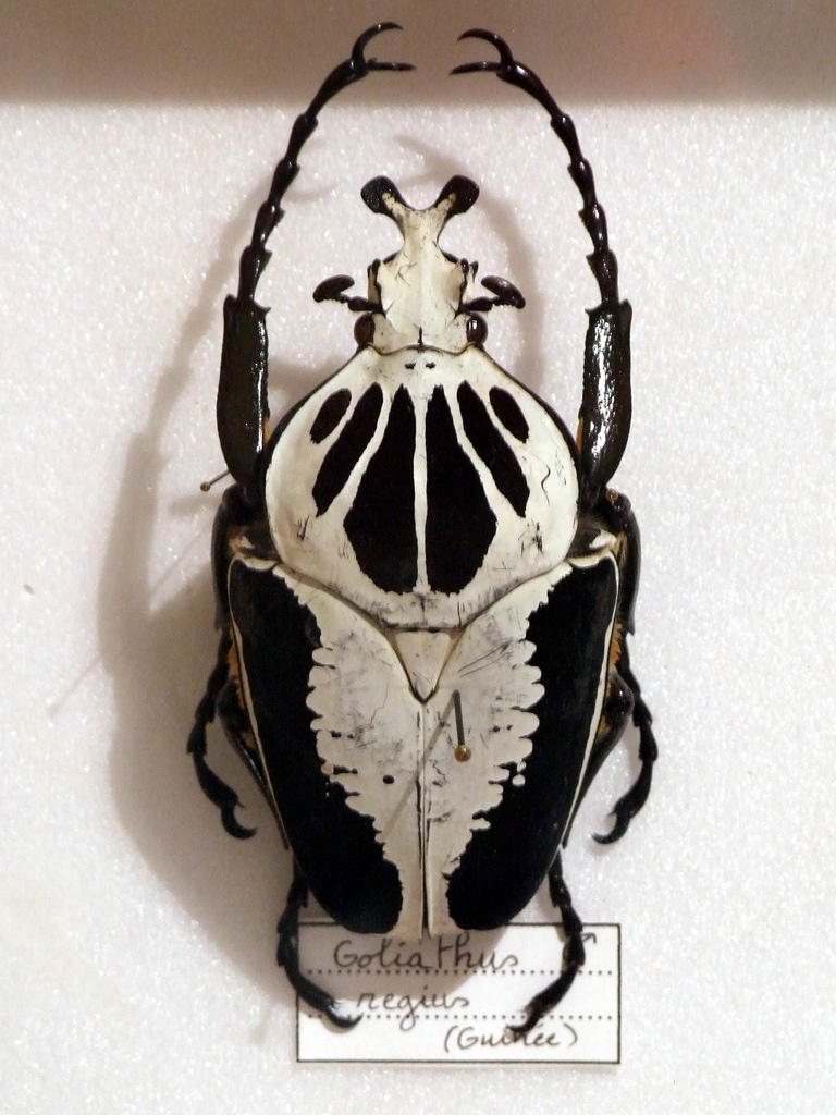 Escarabajo-goliat2