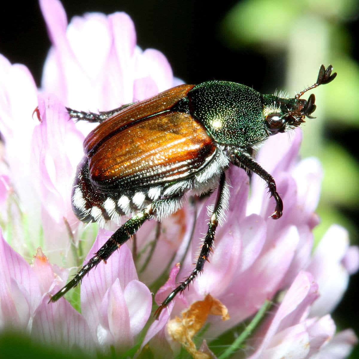 Escarabajo-japonés5