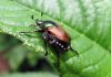 Escarabajo japonés: Todo lo que necesitas saber