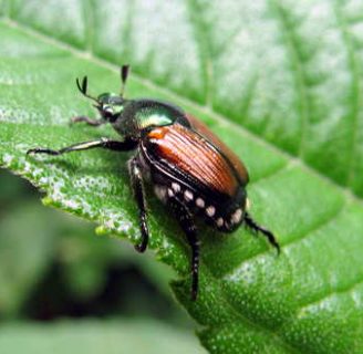Escarabajo japonés: Todo lo que necesitas saber