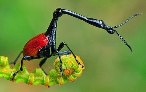 Escarabajo-jirafa2