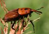 Escarabajo picudo: Todo lo que necesitas saber