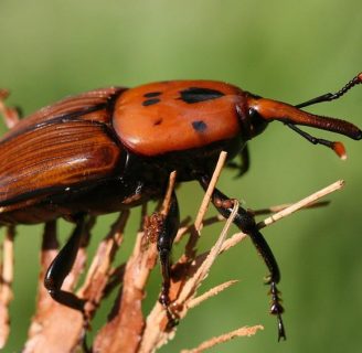 Escarabajo picudo: Todo lo que necesitas saber