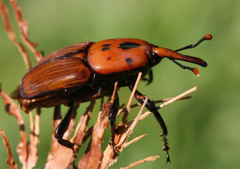 Escarabajo-picudo1