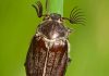 Escarabajo sanjuanero: Todo lo que debes saber