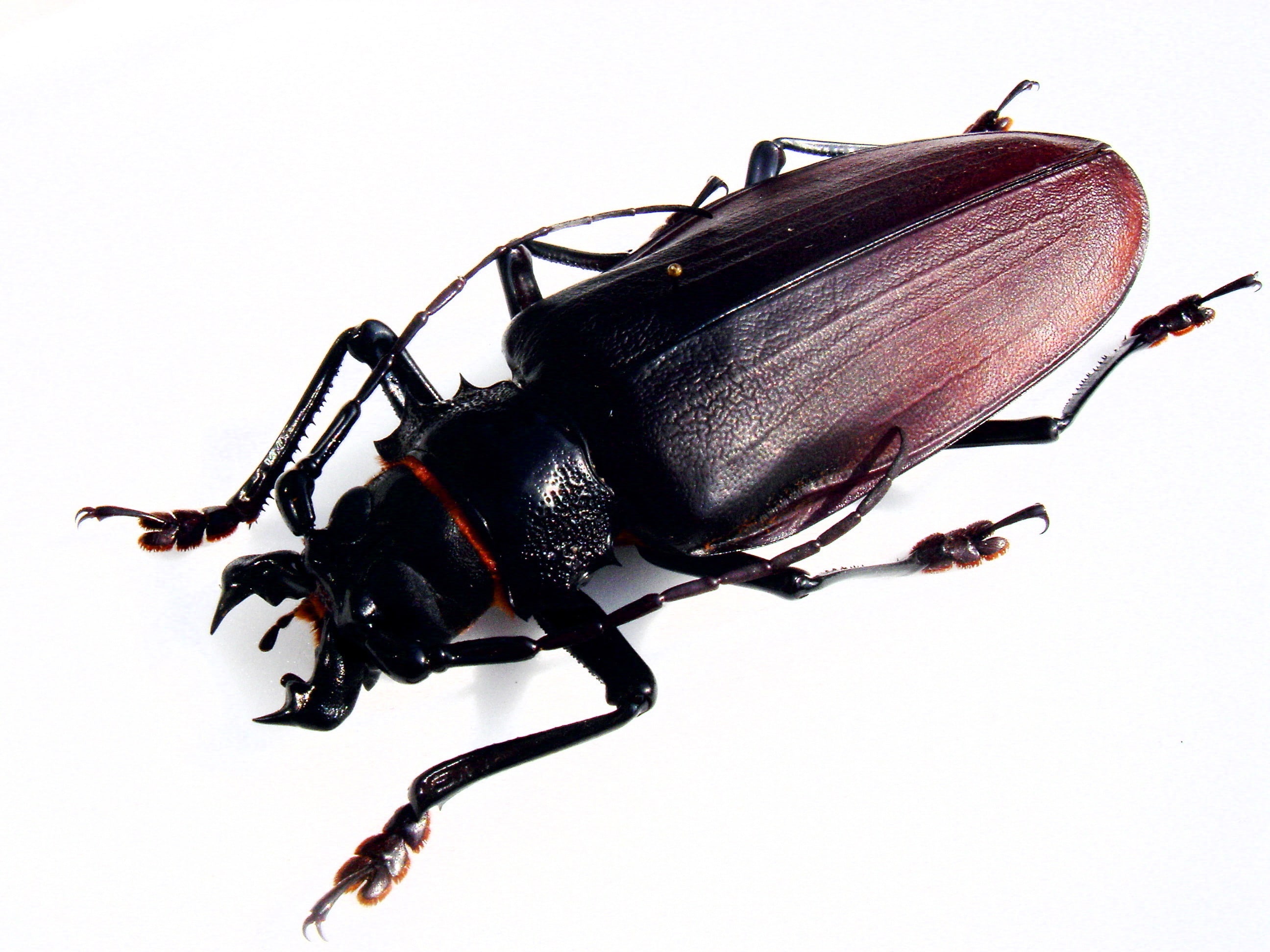 Escarabajo-titán5