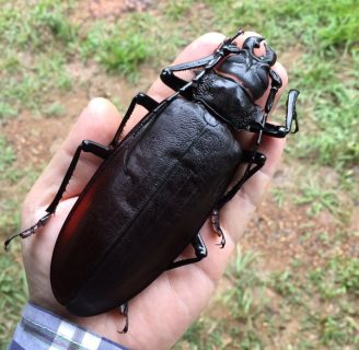 Escarabajo titán: Todo lo que necesitas saber del insecto