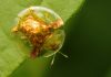 Escarabajo tortuga: Todo lo que se necesita saber