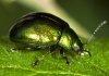 Escarabajo verde: Todo lo que necesitas saber
