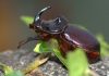 Soñar con escarabajos: conoce el significado de los sueños