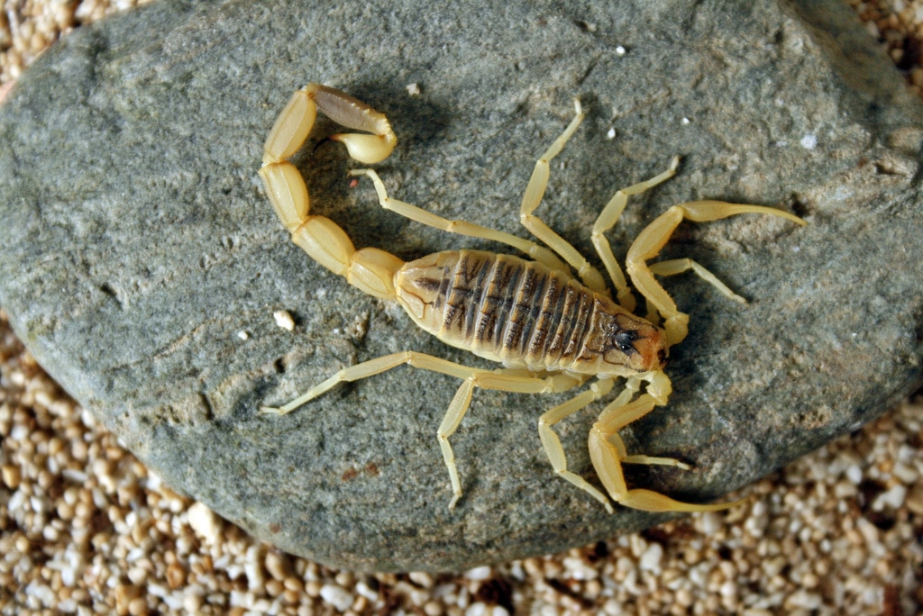 Escorpión o Alacrán del desierto