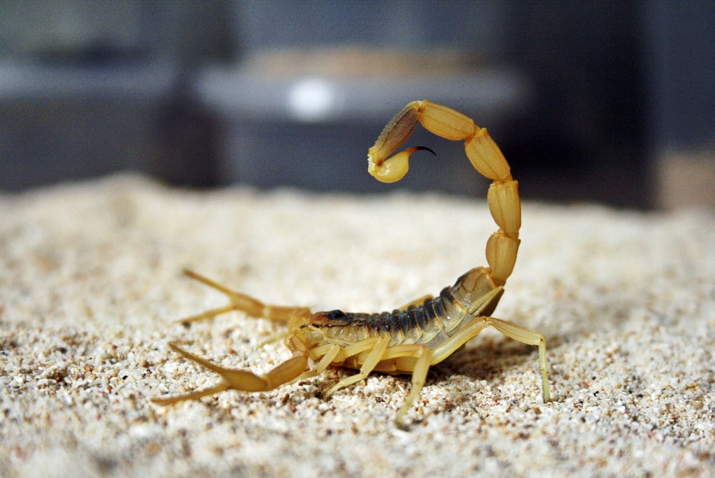 Escorpión-o-Alacrán-del-desierto3
