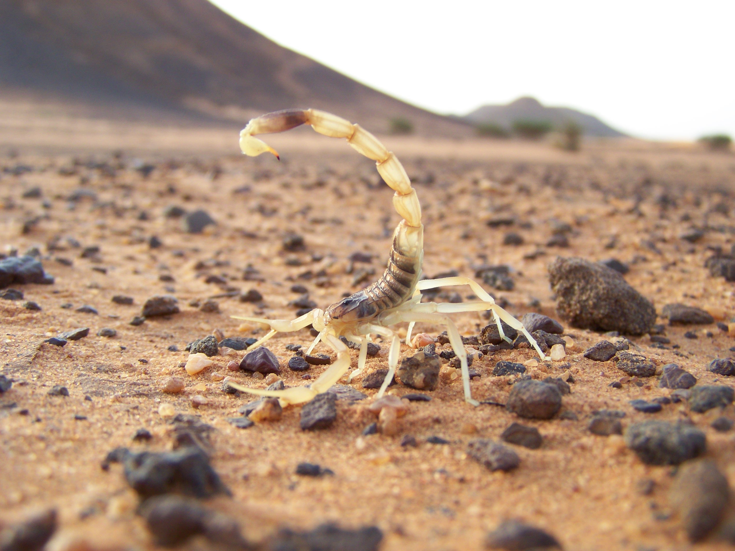 Escorpión-o-Alacrán-del-desierto4