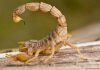 Escorpión o Alacrán amarillo: Lo que necesitas saber