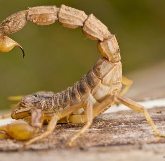 Escorpión o Alacrán amarillo: Lo que necesitas saber