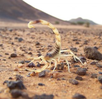Escorpión o Alacrán del desierto: Todo lo que deberías saber